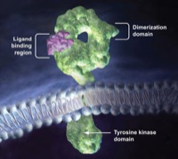 membrana citoplasmatica
