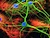 neuron on glia
