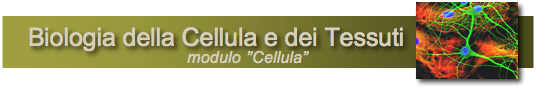 modulo cellula